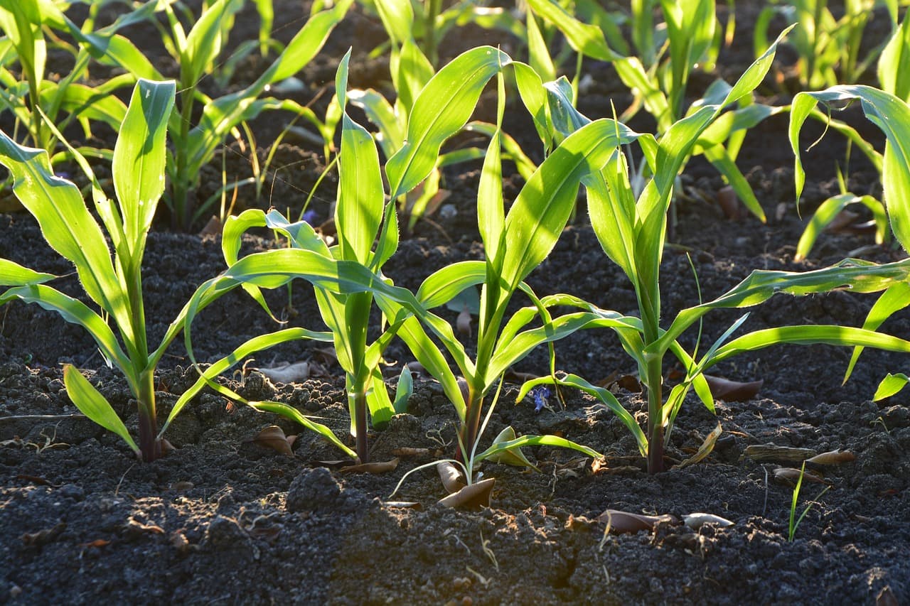 Belchin lanza un nuevo herbicida para maiz