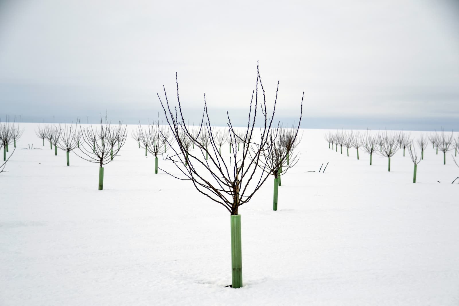 El tratamiento de invierno en Almendro, un sano comienzo para su cultivo