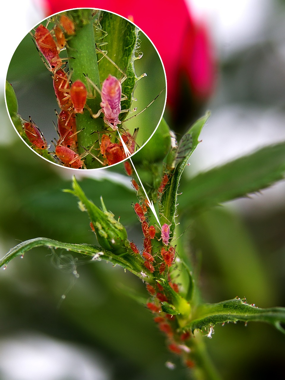 Nufarm Lanza Un Nuevo Insecticida