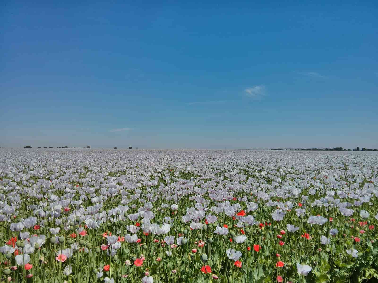 La Importancia de la Agricultura